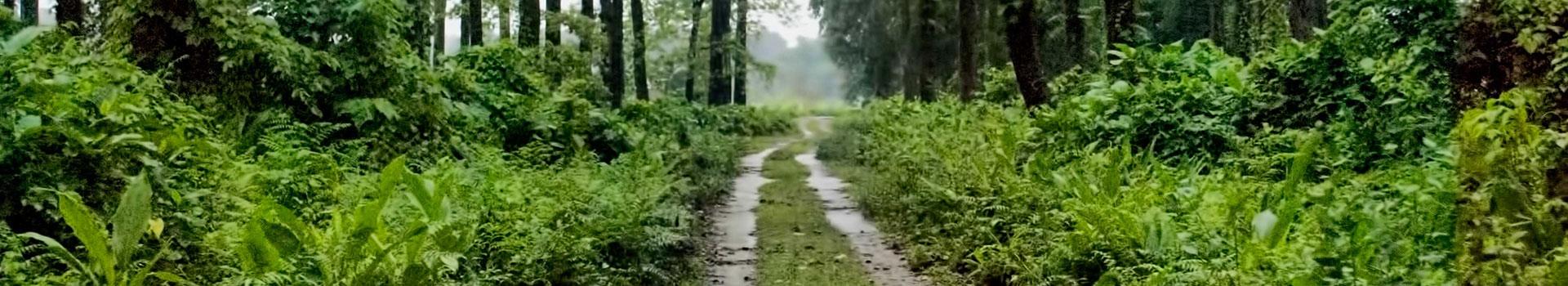 Jaldapara-Lataguri Tour