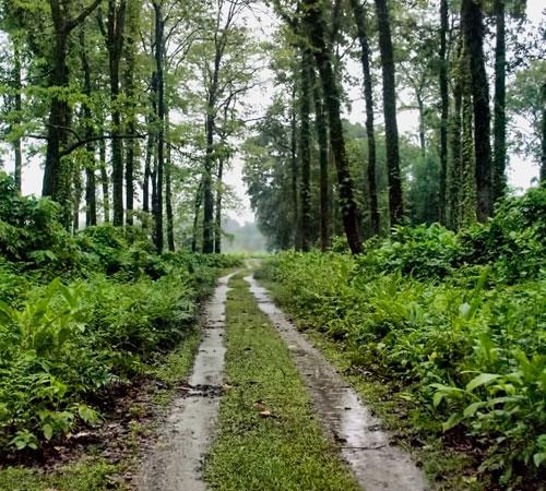 Jaldapara-Lataguri Tour