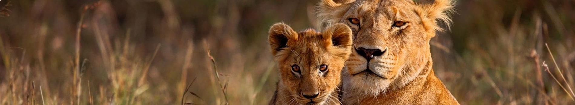 Beach & Wildlife in Gujarat