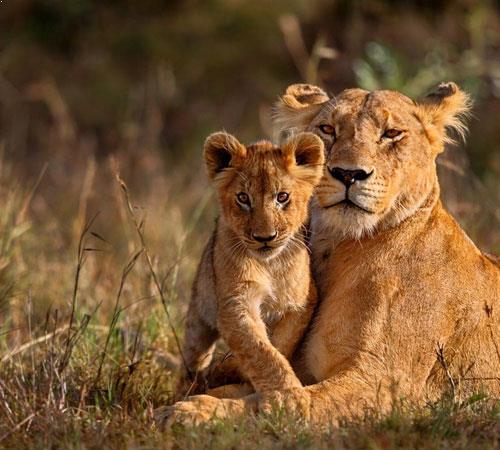 Beach & Wildlife in Gujarat