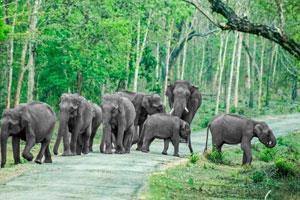 Bandipur National Park