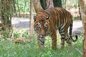 Buxa Tiger Reserve Dooars , North Bengal
