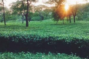 Chalsa Dooars West Bengal