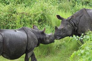 Chitwan National Park in Nepal