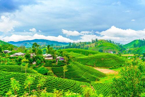 The Tea Plantation Darjeeling