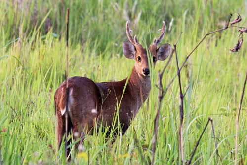 Deer at Manas National Park, Assam, India