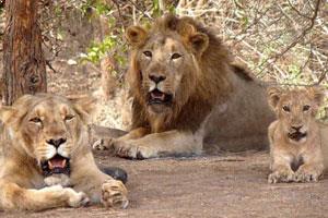 Gir Forest National Park
