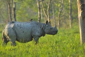 Gorumara National Park Dooars, West Bengal, India