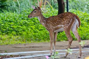 Guindy National Park in Chennai In Tamil Nadu