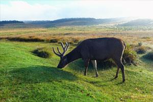 Horton Plains National Park - Sri Lanka Holidays