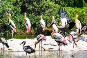 Kumarakom Bird Sanctuary