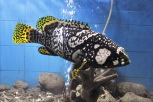 Marine Aquarium & Regional Centre