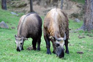 Motithang Takin Preserve Bhutan