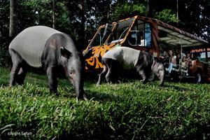 Night Safari Singapore