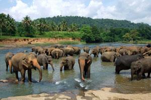 Pinnawala Elephant Orphanage, a must place to visit in Sri Lanka Tour