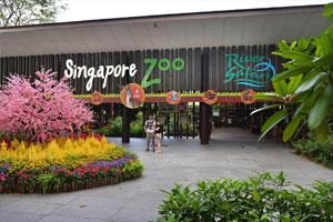 Visit Singapore Zoo