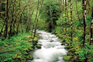 Sinharaja Forest Reserve - A Place to Visit in Sri Lanka