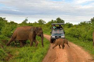 Udawalawe National Park - Tourist Attraction, Sri Lanka