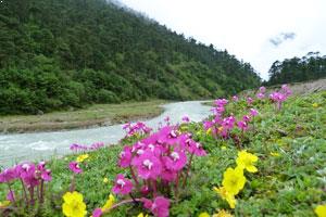 Yumthang Valley of Flowers Sikkim